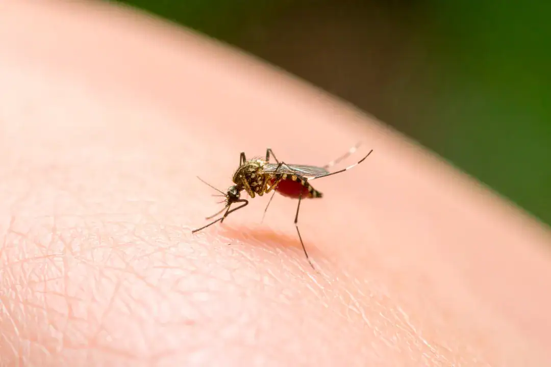 Zapper Insect Killer