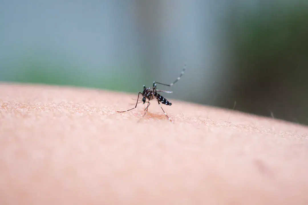 Zapper Insect Killer